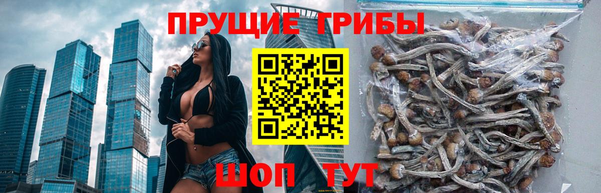 Ефремов  Псилоцибиновые грибы мухоморы  Вход с VPN  Псилоцибиновые грибы прущие грибы 